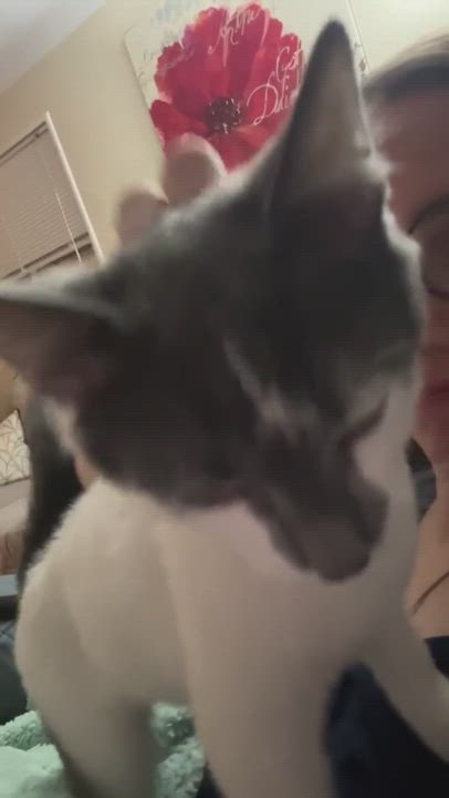 Enlarge Mufasa, a Adoptable Domestic Short Hair in Garden City, MI video 2/4