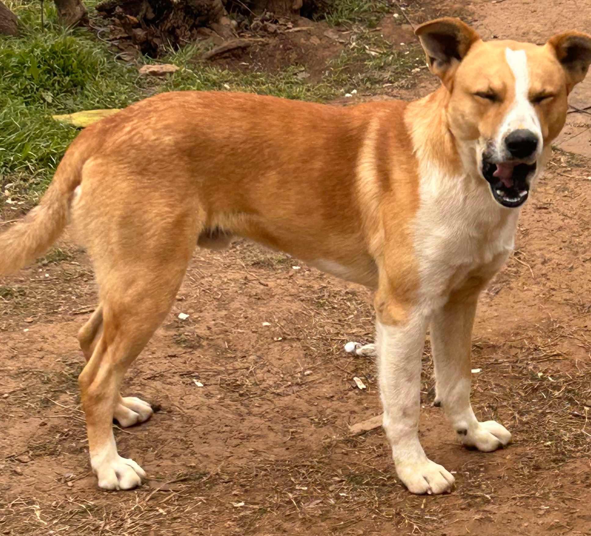 Enlarge Rebel, an adopted mixed breed in SEATTLE, WA image 3/5