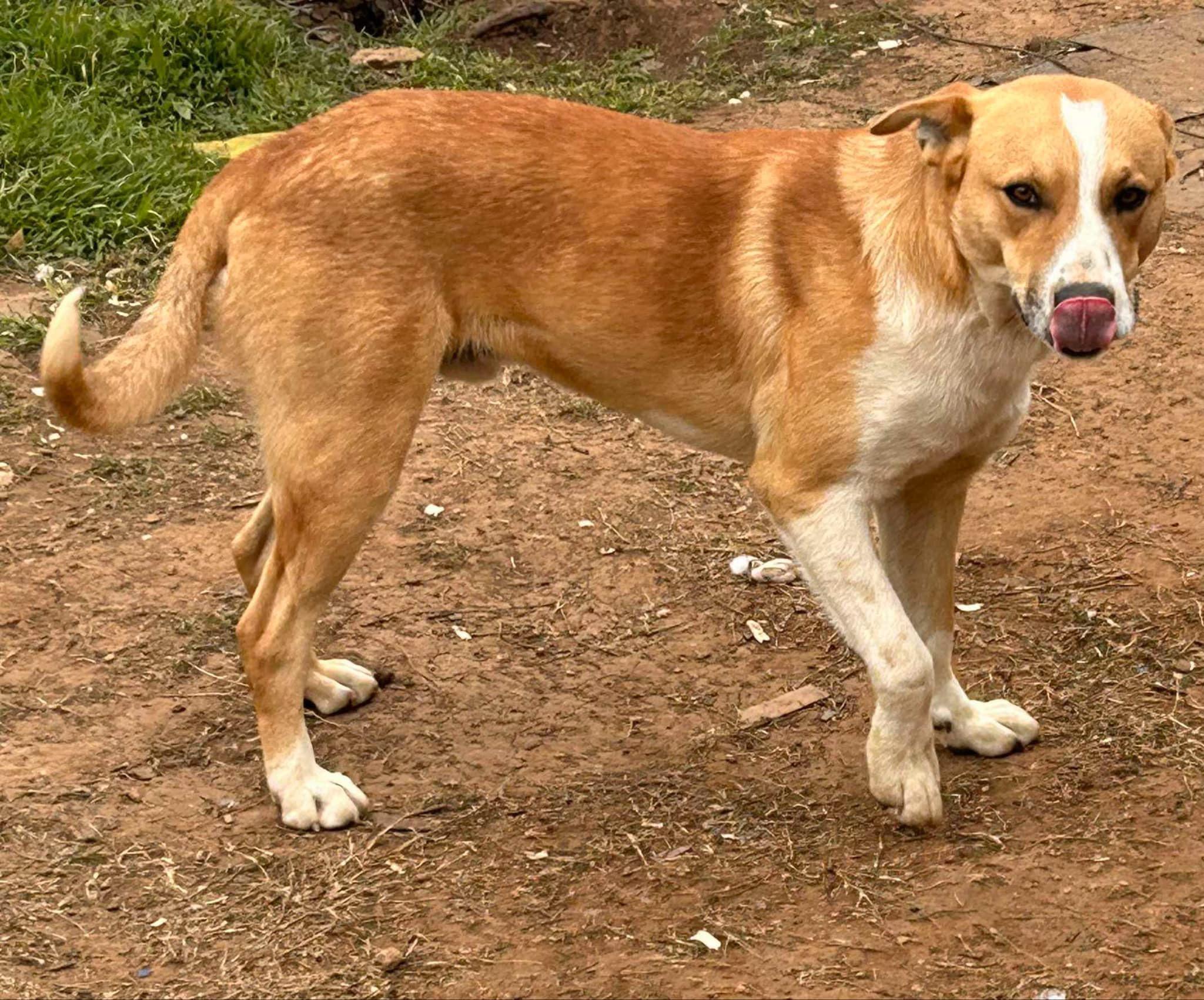 Enlarge Rebel, an adopted mixed breed in SEATTLE, WA image 5/5