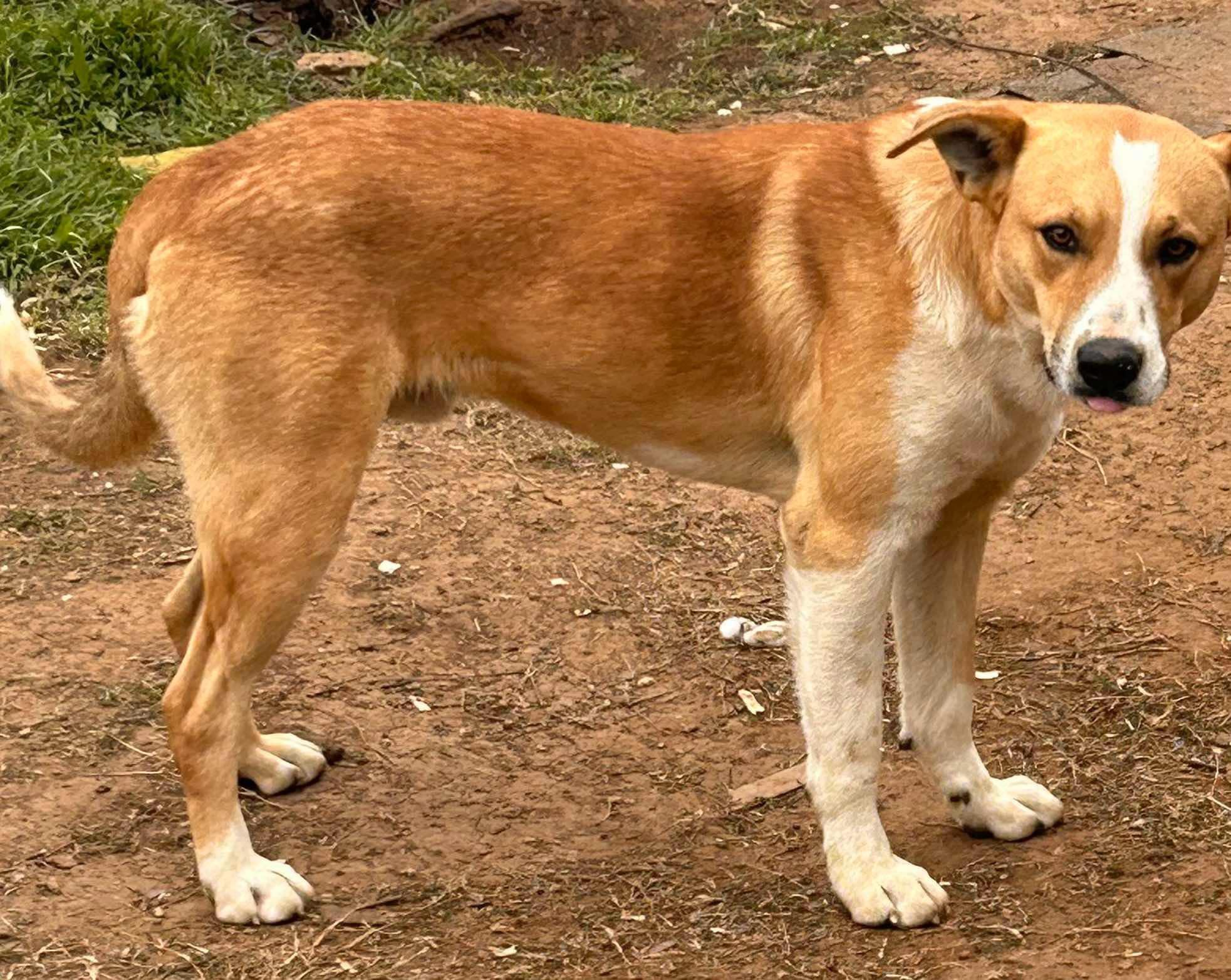 Enlarge Rebel, an adopted mixed breed in SEATTLE, WA image 4/5