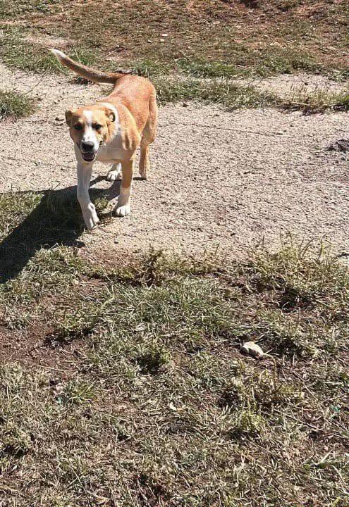 Enlarge Rebel, an adopted mixed breed in SEATTLE, WA image 2/5