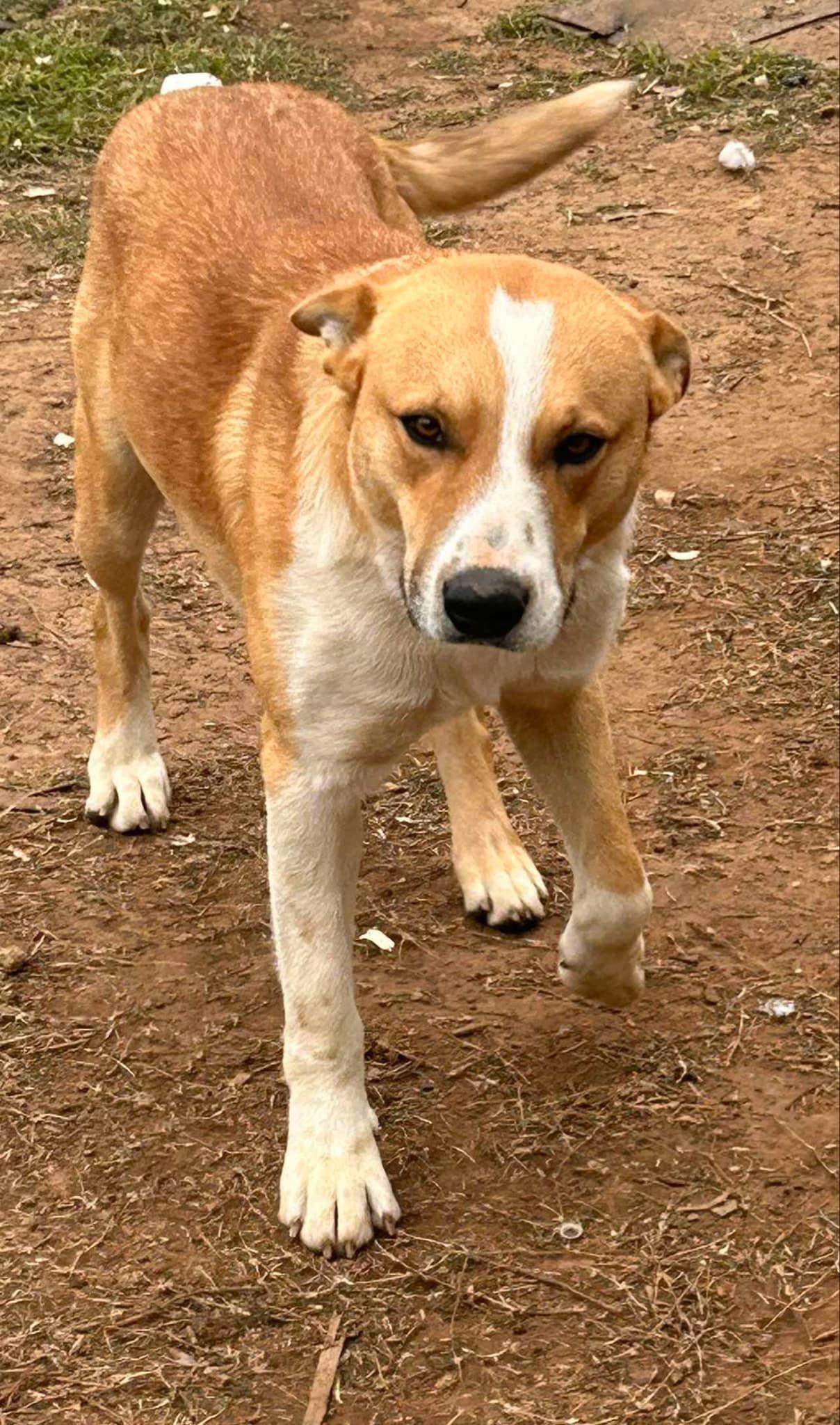 Rebel, adopted, Young Male Shepherd.
