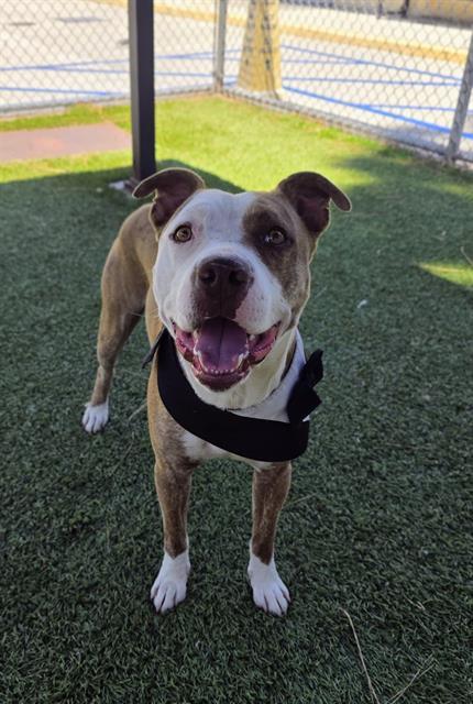 HOPPER MAEKO, Adoptable, Young Male Pit Bull Terrier.