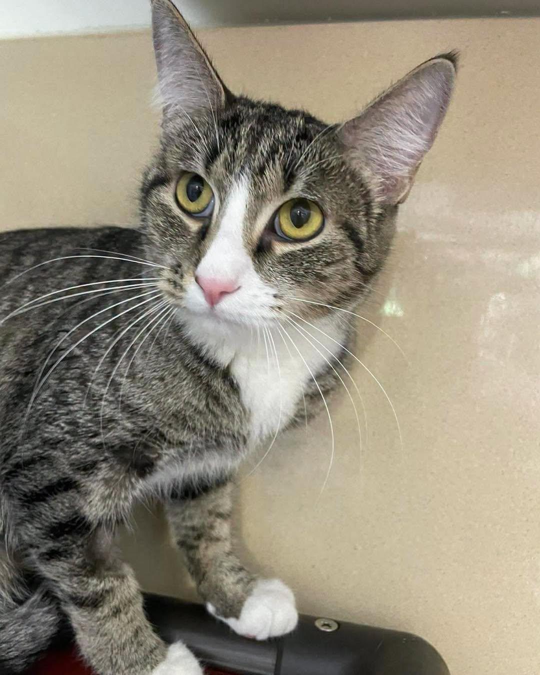 Enlarge Melinda, a ADOPTABLE Domestic Short Hair in Stillwater, OK image 1/1