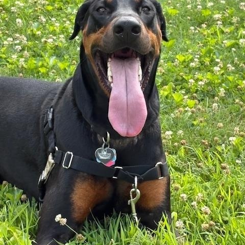 Draco, Adoptable, Adult Male Doberman Pinscher.