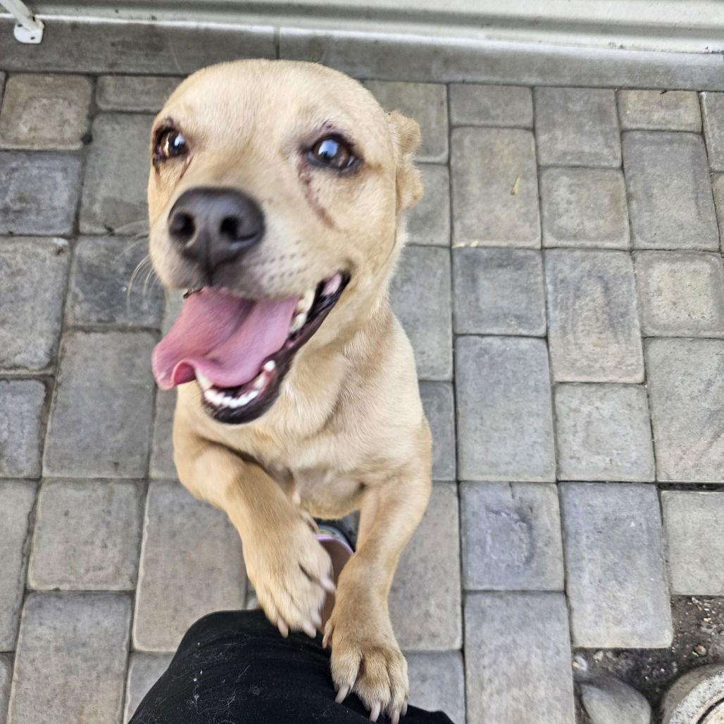 Enlarge Mojito, a Adoptable mixed breed in Chico, CA image 1/1