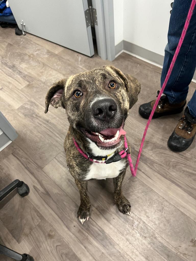 Pickles, a Adoptable mixed breed in Auburn, IN image 1/2