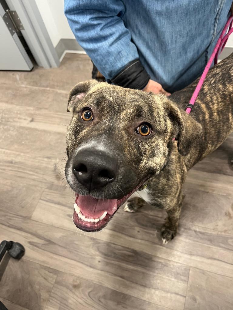 Pickles, a Adoptable mixed breed in Auburn, IN image 2/2