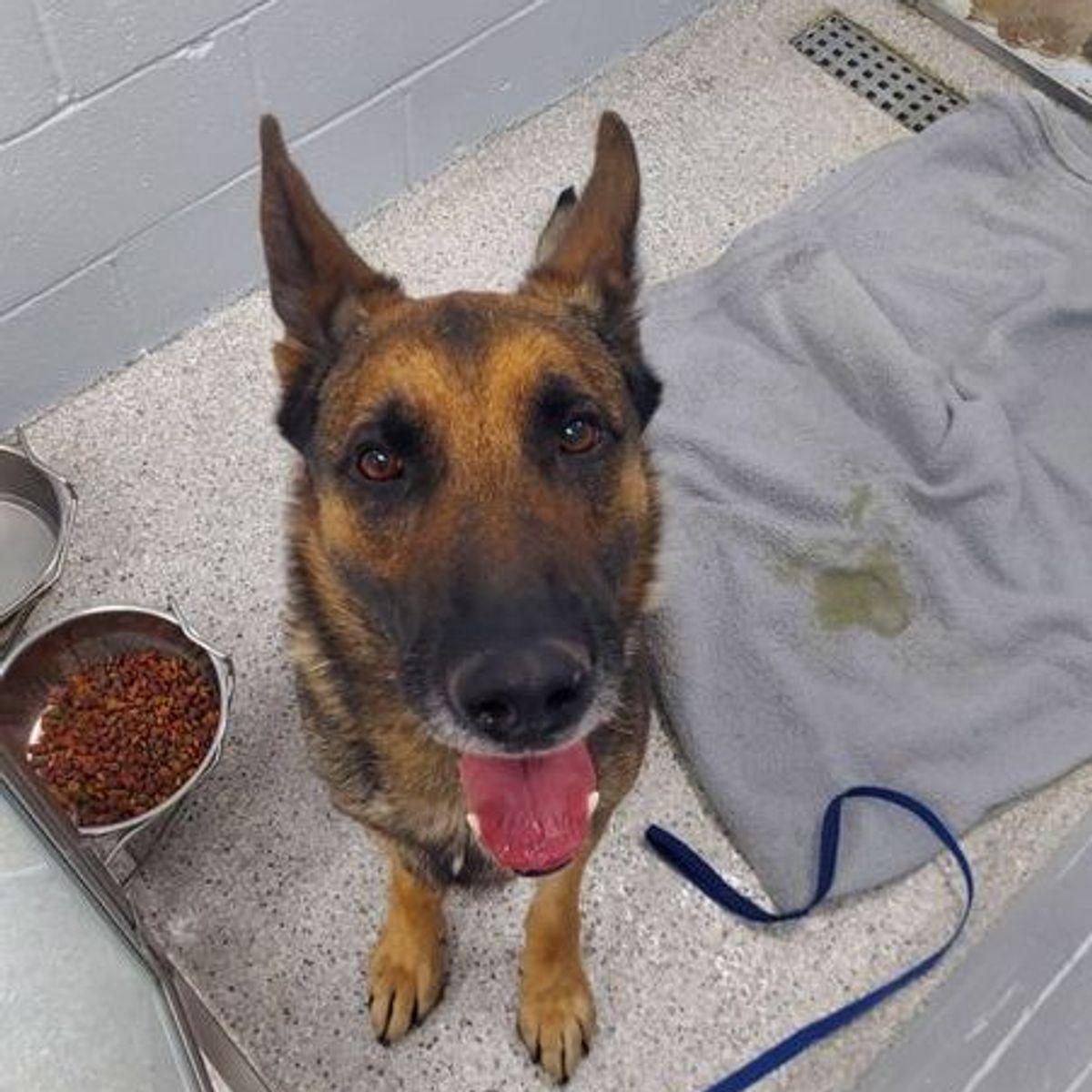 Rex, Adoptable, Adult Male German Shepherd Dog.