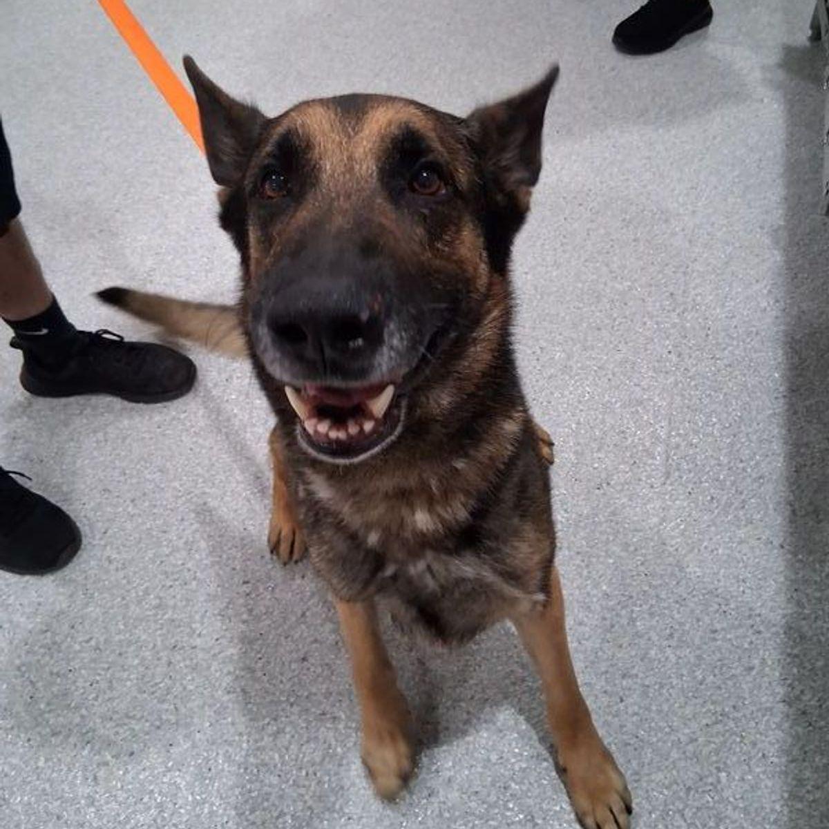 Enlarge Rex, a Adoptable German Shepherd Dog in Lake Havasu City, AZ image 2/2