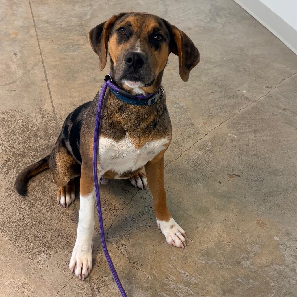 Enlarge Bernie, a Adoptable Australian Cattle Dog / Blue Heeler in Clearwater, FL image 1/3