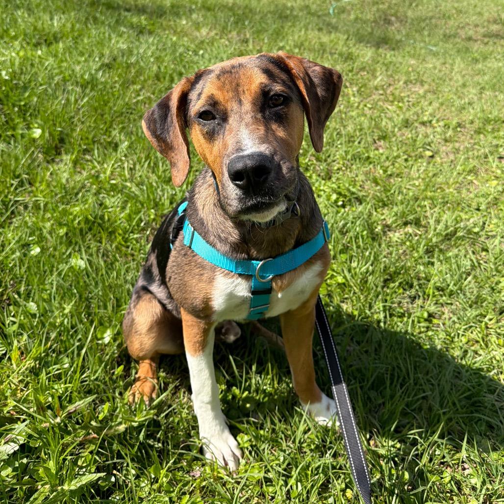Enlarge Bernie, a Adoptable Australian Cattle Dog / Blue Heeler in Clearwater, FL image 2/3