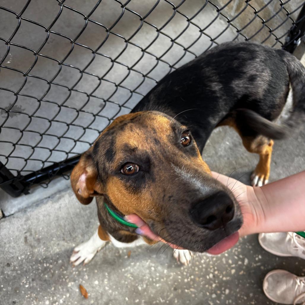 Enlarge Bernie, a Adoptable Australian Cattle Dog / Blue Heeler in Clearwater, FL image 3/3