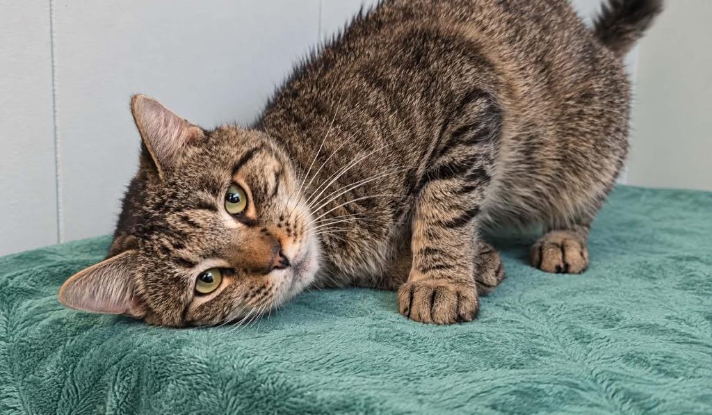 Enlarge Bentley, a Adoptable Tabby in Millington, TN image 1/1