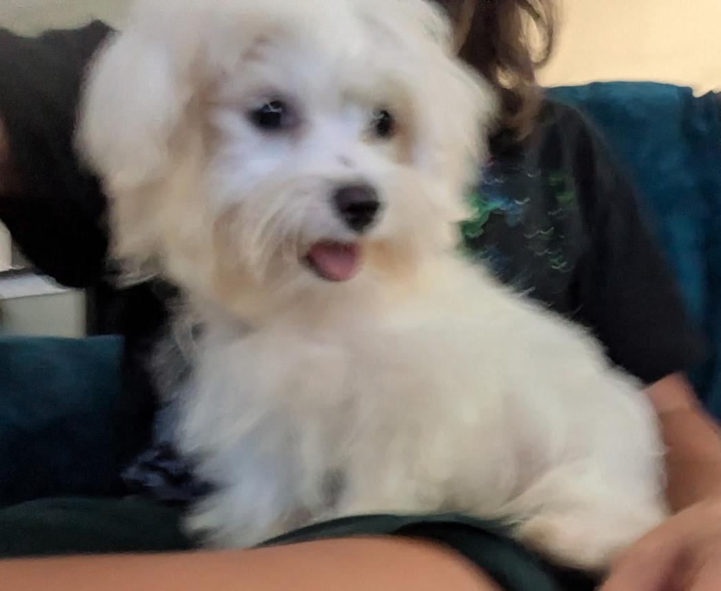 Enlarge Artie, a Adopted Maltese in Franklin, TN image 2/2