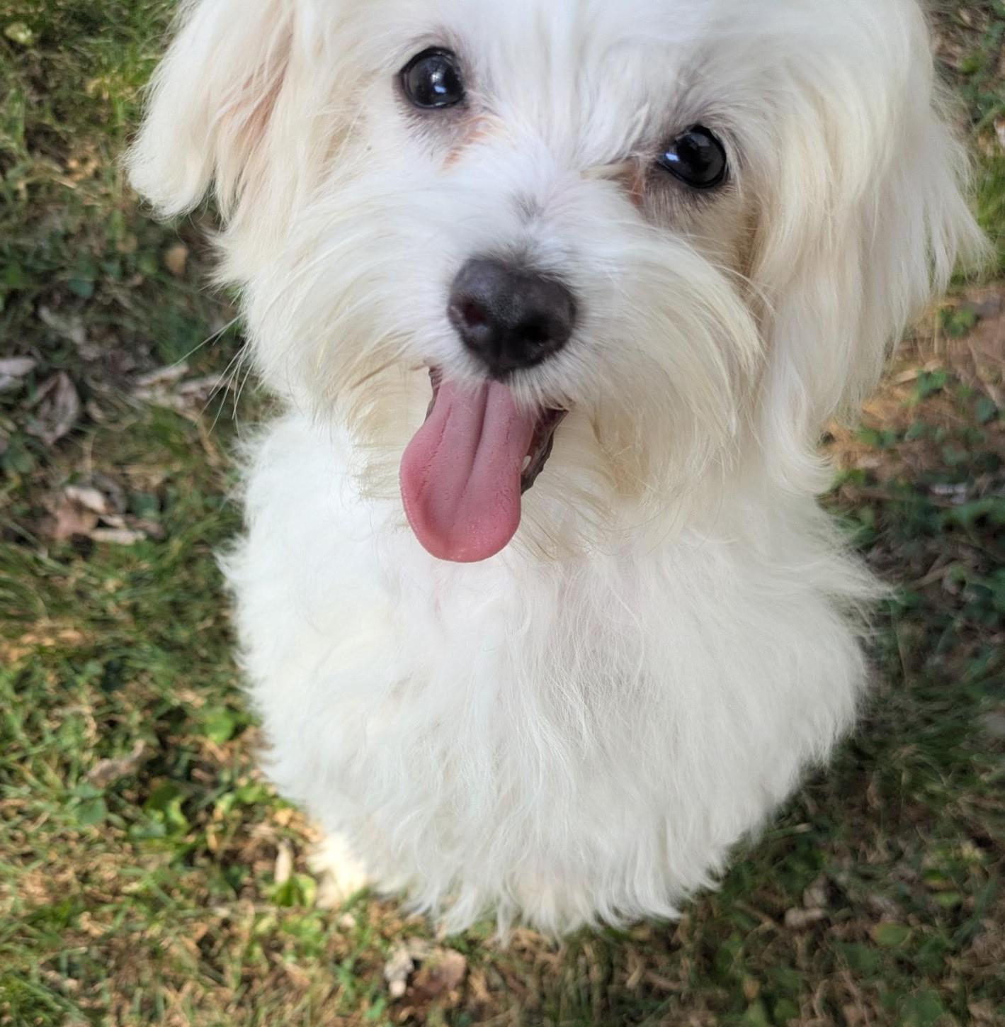 Enlarge Artie, a Adopted Maltese in Franklin, TN image 1/2