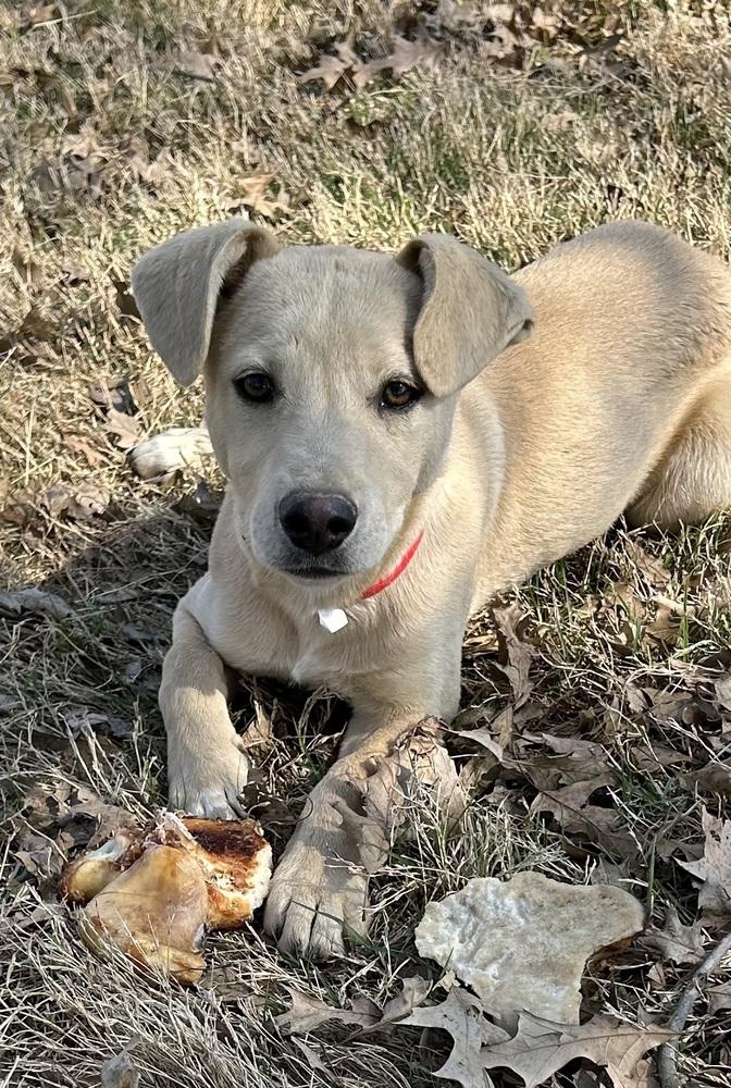 Carmella - Colette’s girls, Adoptable, Puppy Female Hound.