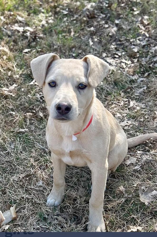 Enlarge Carmella - Colette’s girls, a Adoptable mixed breed in Lancaster, PA image 2/5