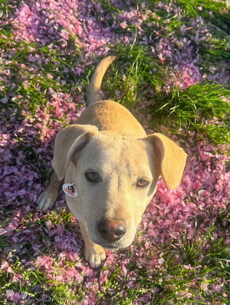 Enlarge Carmella - Colette’s girls, a Adoptable mixed breed in Lancaster, PA image 3/5