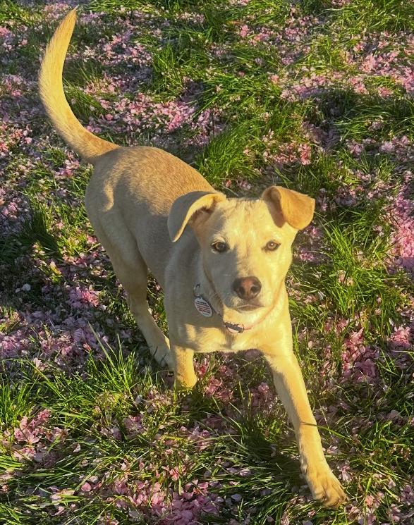 Enlarge Carmella - Colette’s girls, a Adoptable mixed breed in Lancaster, PA image 4/5