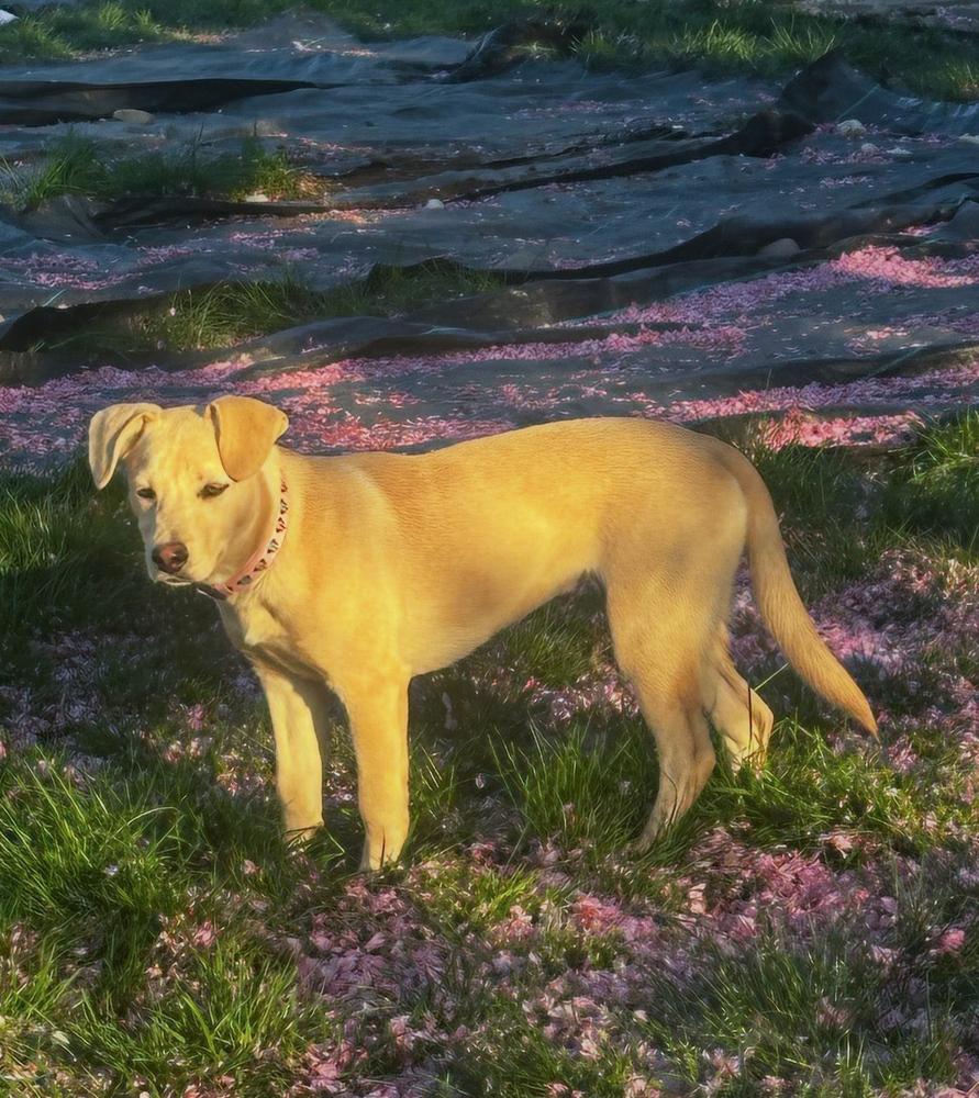 Enlarge Carmella - Colette’s girls, a Adoptable mixed breed in Lancaster, PA image 5/5