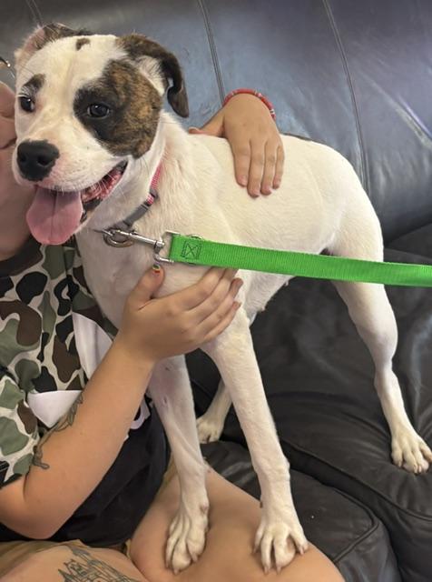 Cupcake, an adopted Mixed Breed in Kansas City, MO image 2/4