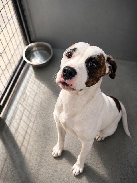 Cupcake, adopted, Puppy Female Mixed Breed.