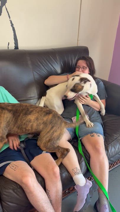 Enlarge Cupcake, an adopted Mixed Breed in Kansas City, MO video 4/4