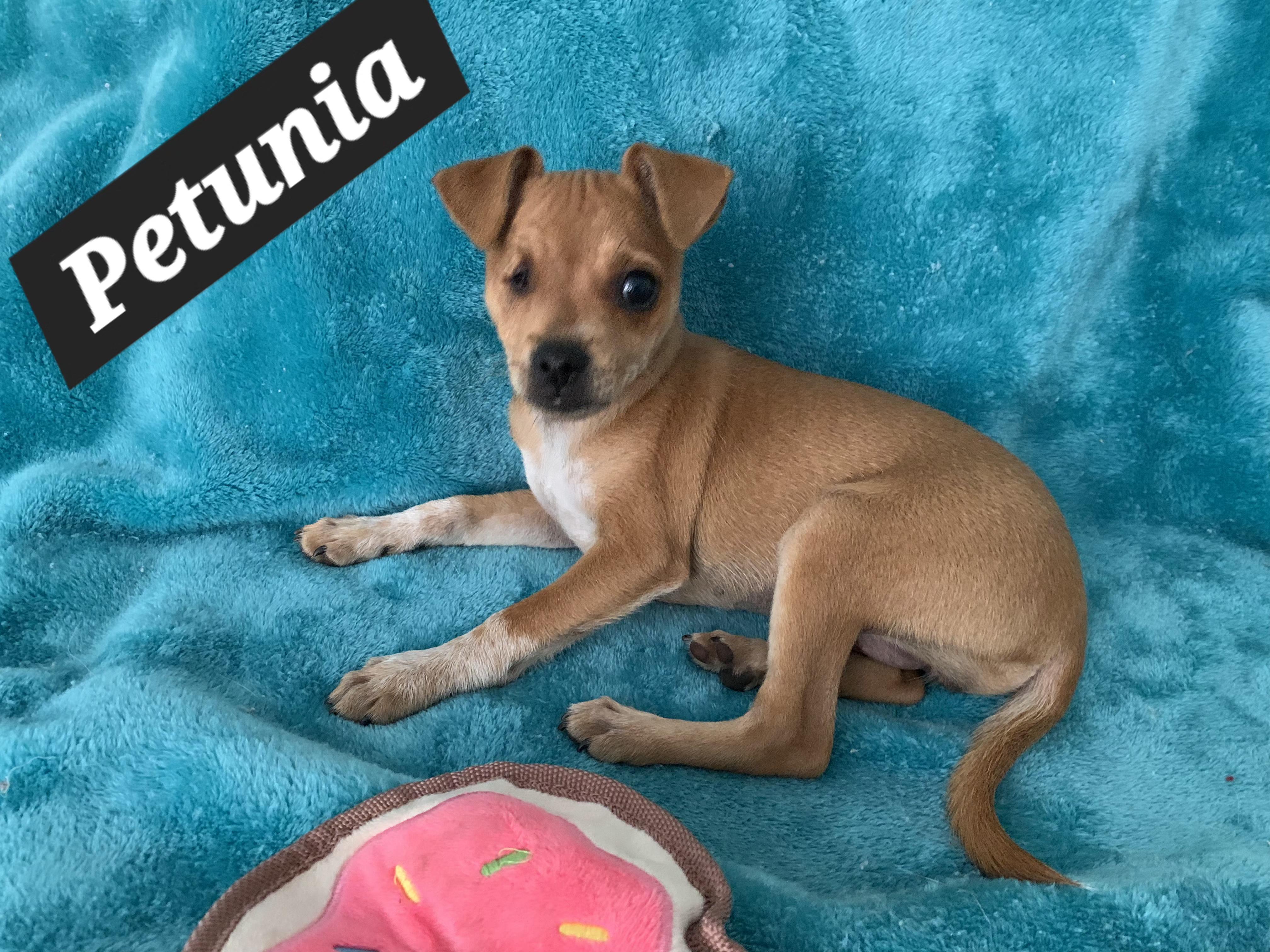 Enlarge Petunia, a ADOPTABLE mixed breed in Tracy, CA image 2/3