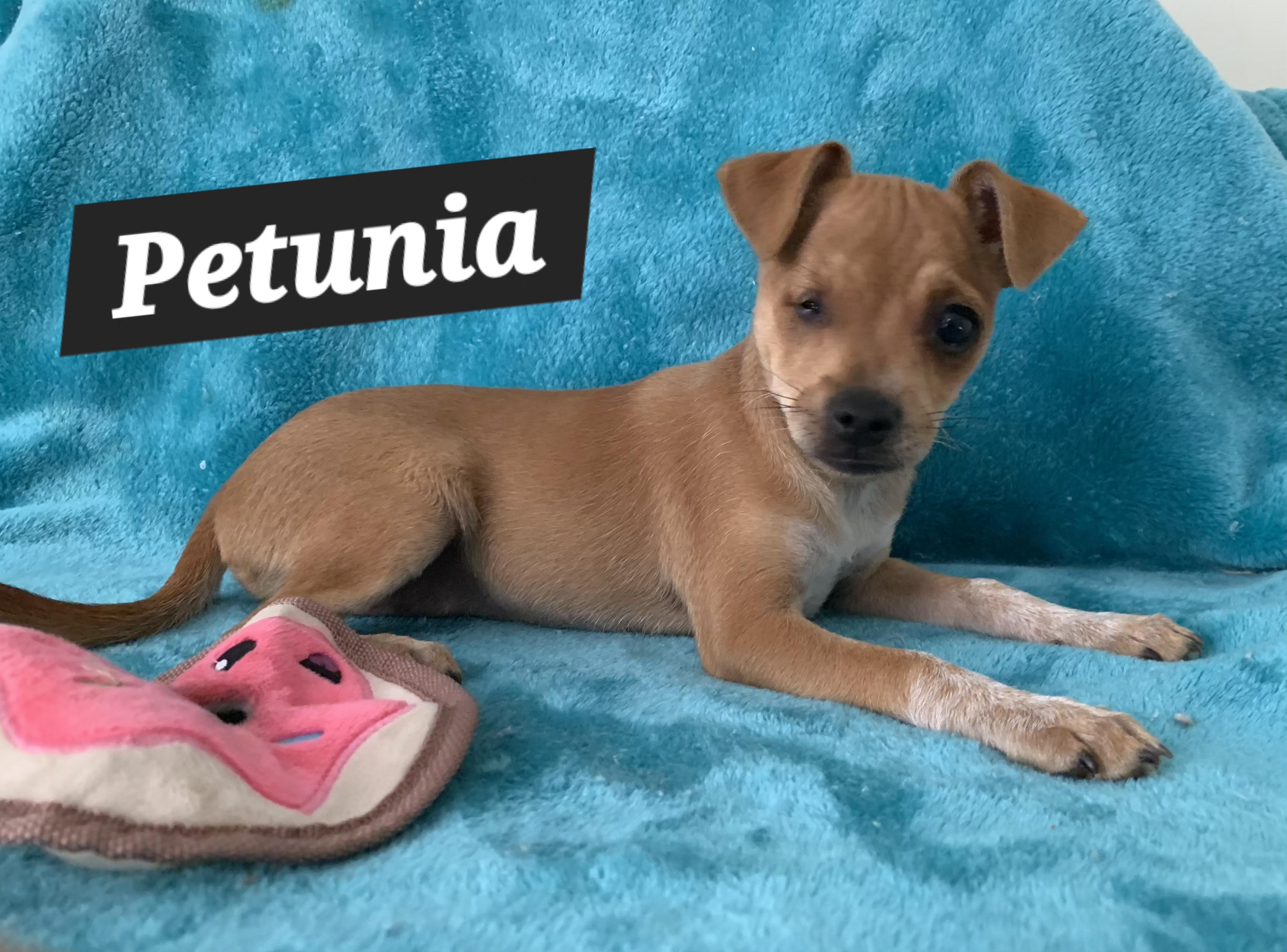 Petunia, ADOPTABLE, Puppy Female Chihuahua & Terrier.