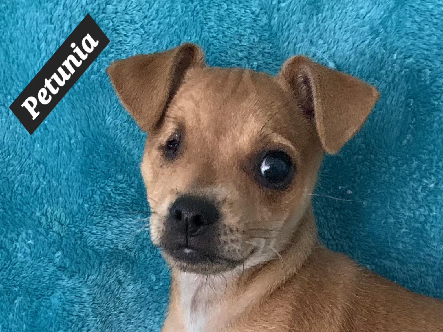 Enlarge Petunia, a ADOPTABLE mixed breed in Tracy, CA image 3/3