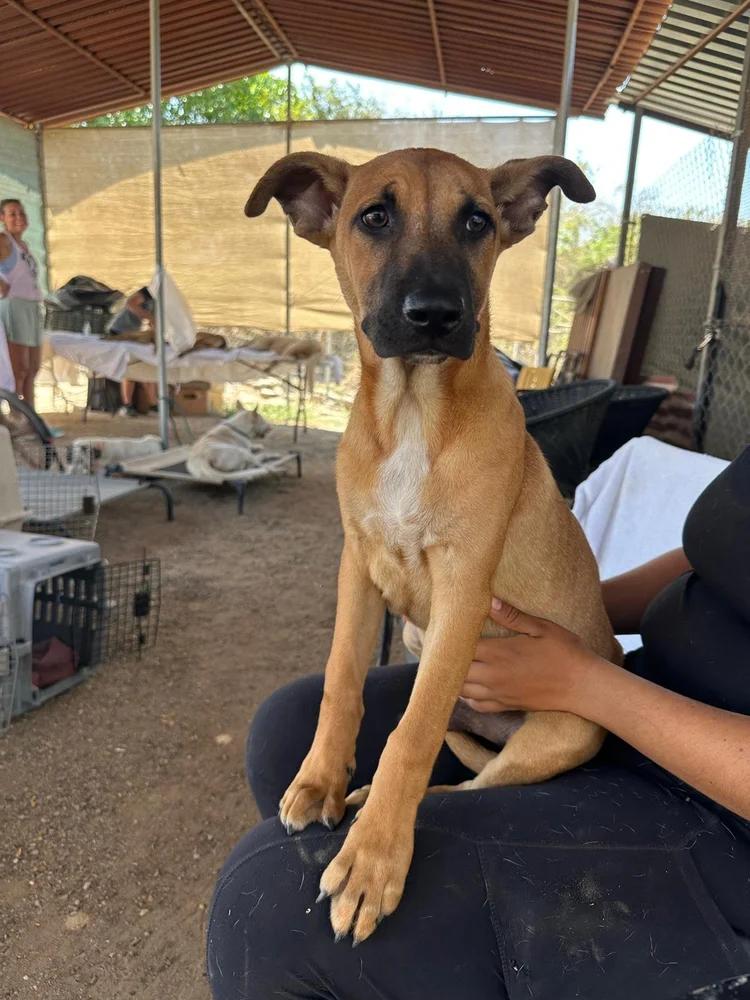 Enlarge Virgo, a Adoptable mixed breed in Portland, OR image 6/6