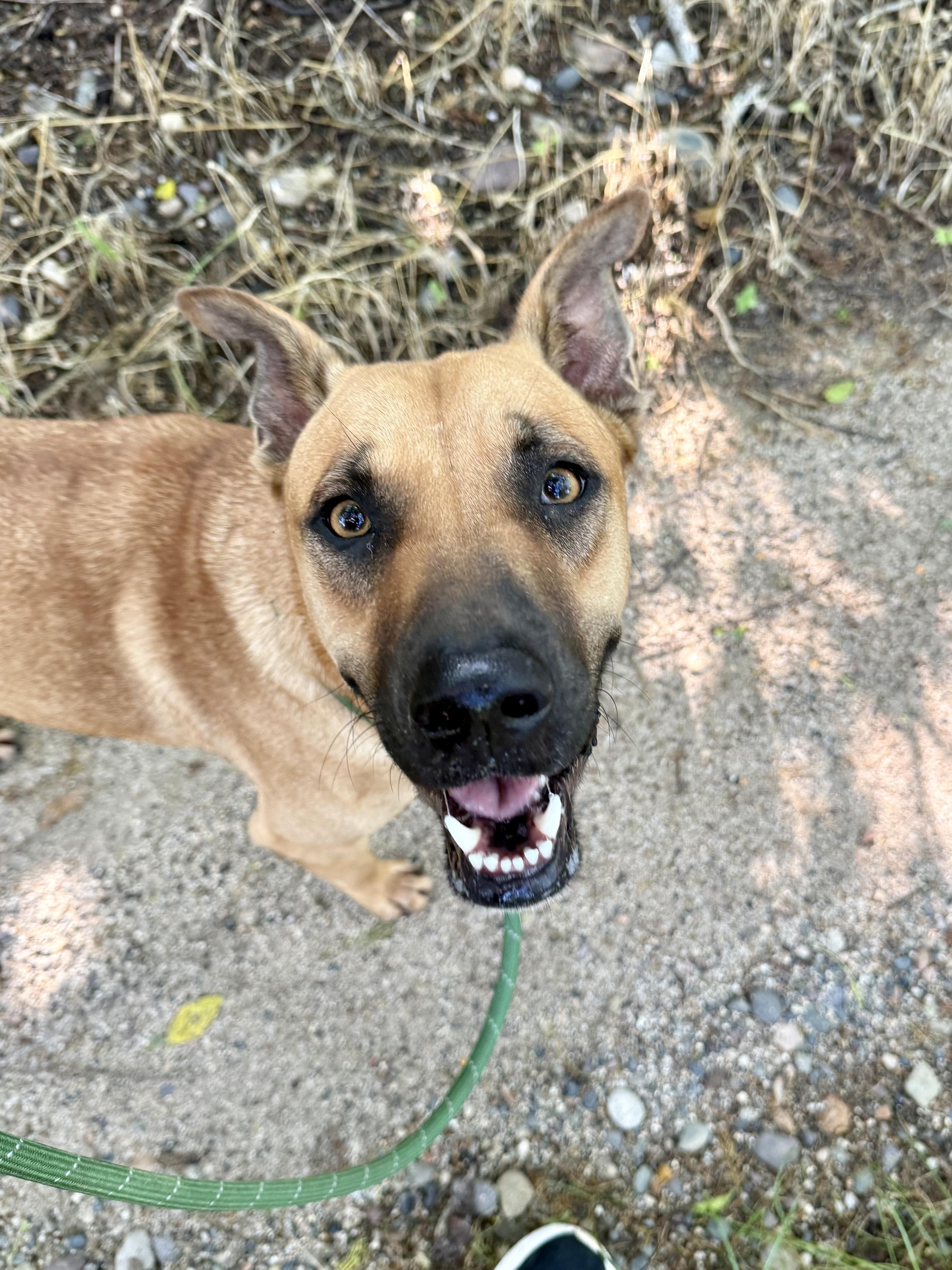 Virgo, Adoptable, Young Male Shepherd & Black Mouth Cur.