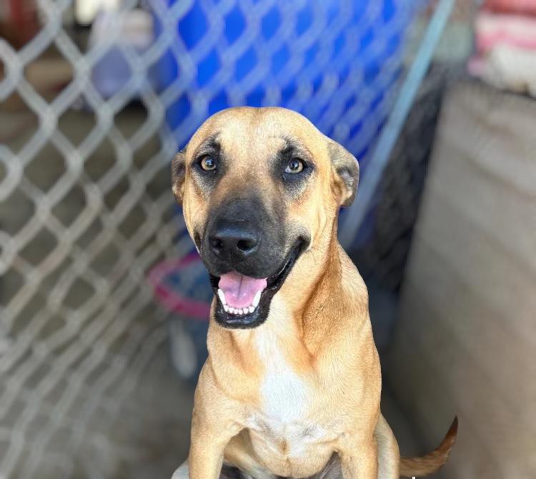 Enlarge Virgo, a Adoptable mixed breed in Portland, OR image 4/6