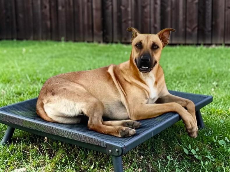Enlarge Virgo, a Adoptable mixed breed in Portland, OR image 3/6
