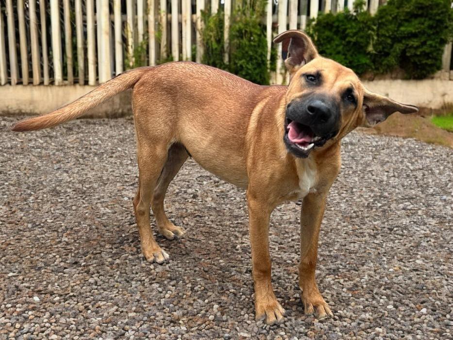 Enlarge Virgo, a Adoptable mixed breed in Portland, OR image 5/6