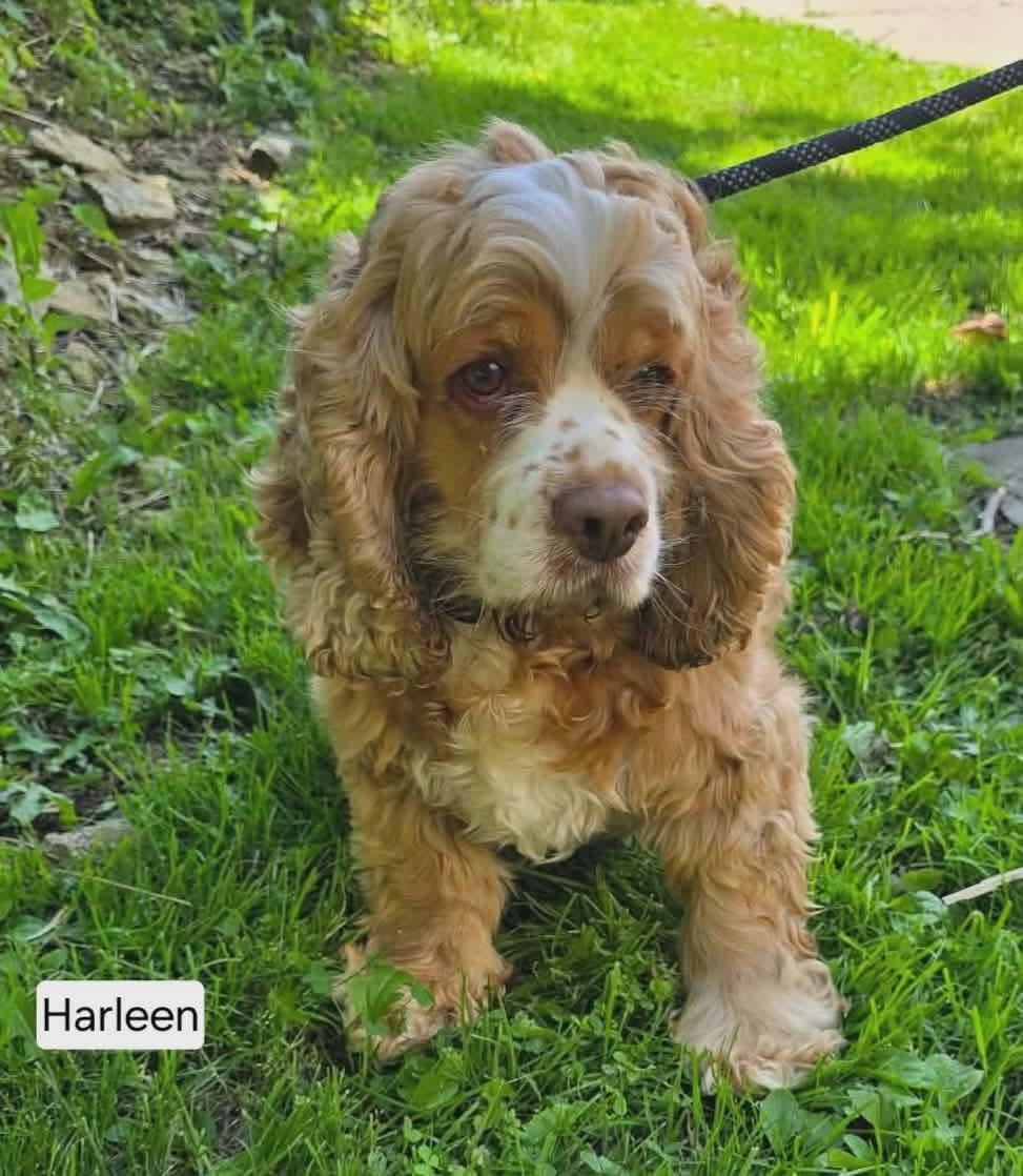 Enlarge Harleen, a ADOPTABLE Cocker Spaniel in St. Clairsville, OH image 4/6
