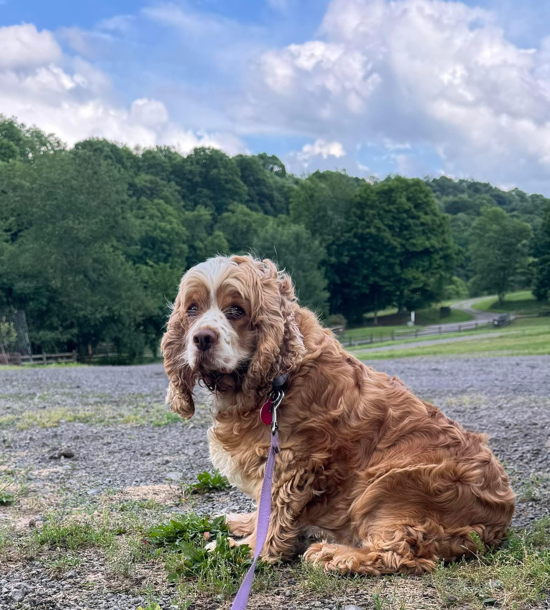 Enlarge Harleen, a ADOPTABLE Cocker Spaniel in St. Clairsville, OH image 1/6