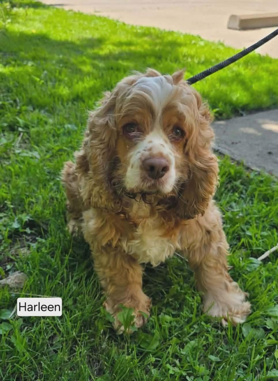 Enlarge Harleen, a ADOPTABLE Cocker Spaniel in St. Clairsville, OH image 3/6