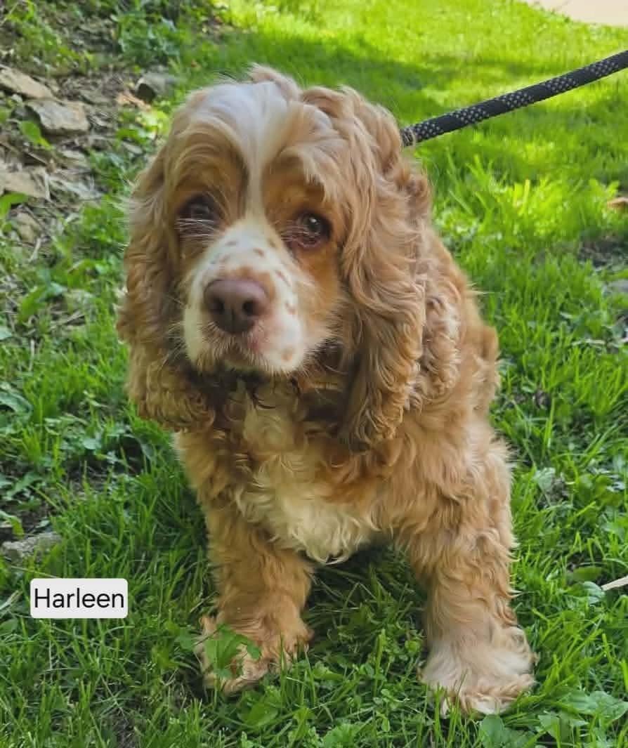 Enlarge Harleen, a ADOPTABLE Cocker Spaniel in St. Clairsville, OH image 6/6