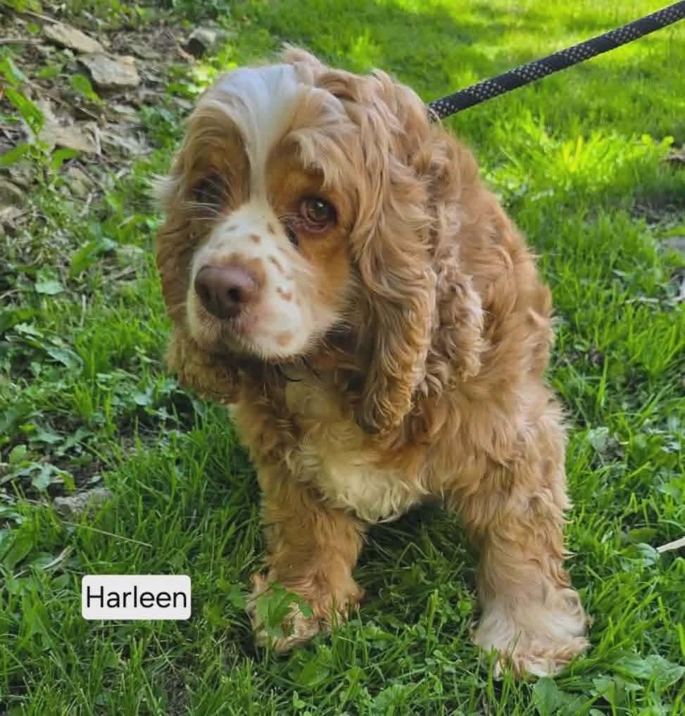 Enlarge Harleen, a ADOPTABLE Cocker Spaniel in St. Clairsville, OH image 5/6