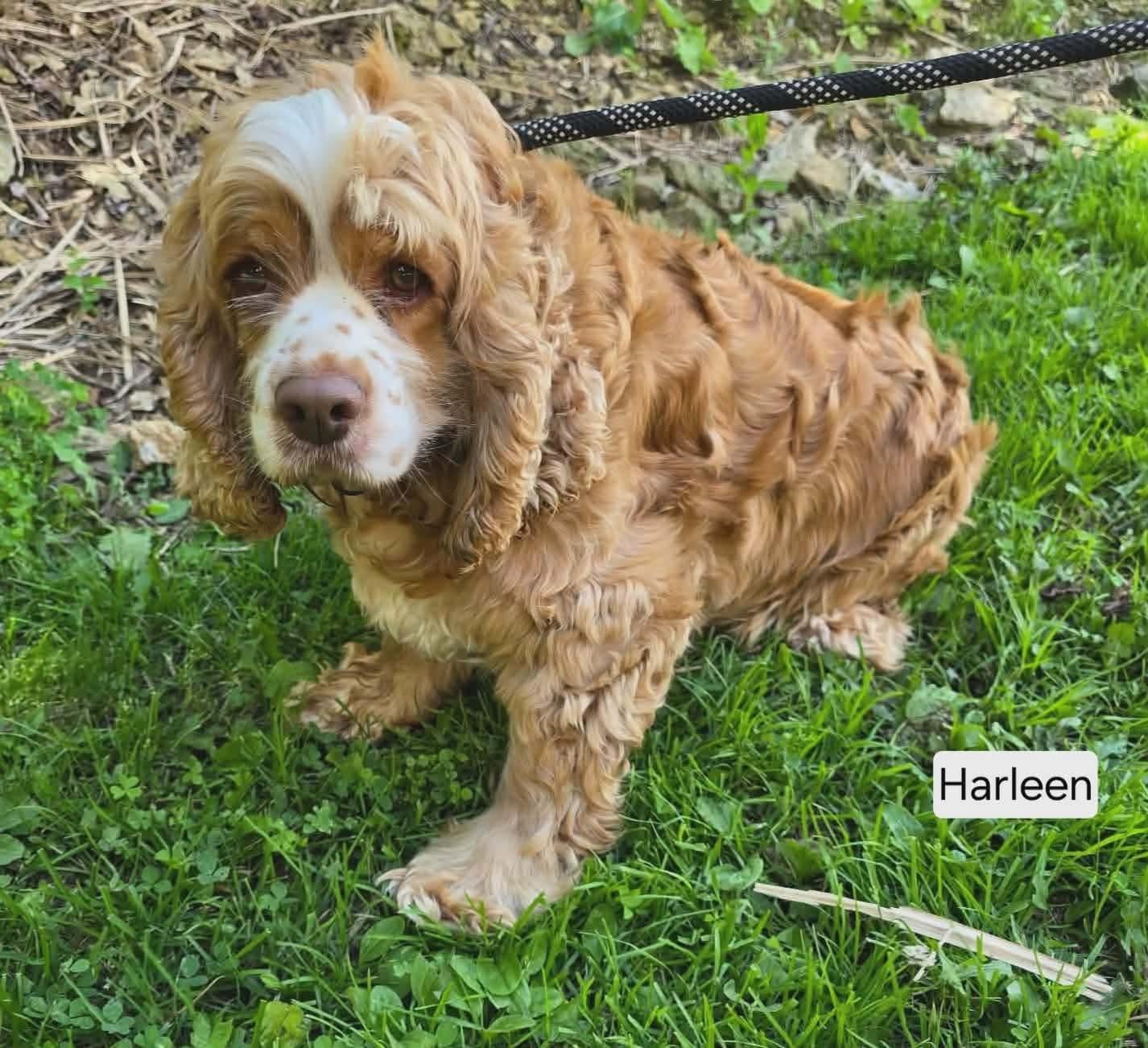 Enlarge Harleen, a ADOPTABLE Cocker Spaniel in St. Clairsville, OH image 2/6