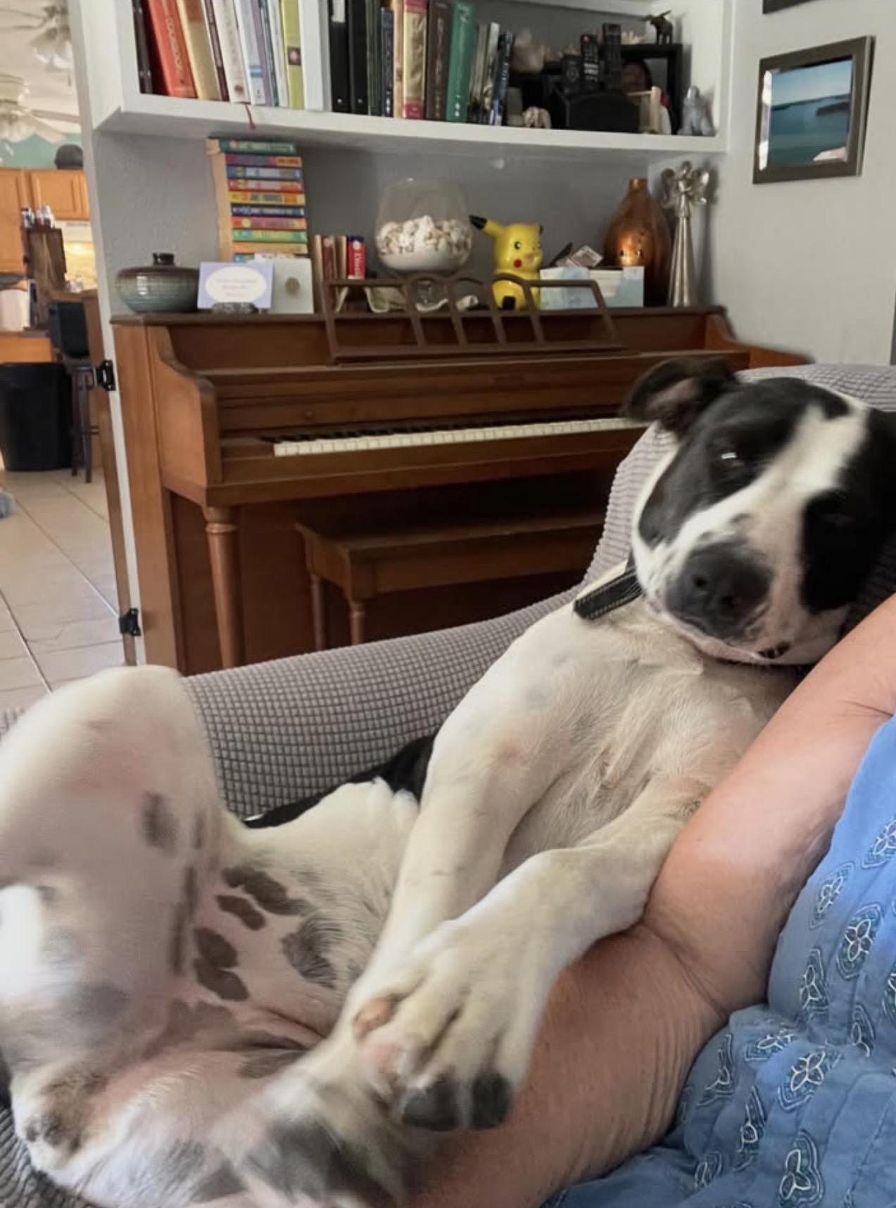 Pudgy, Adoptable, Adult Female Cattle Dog.