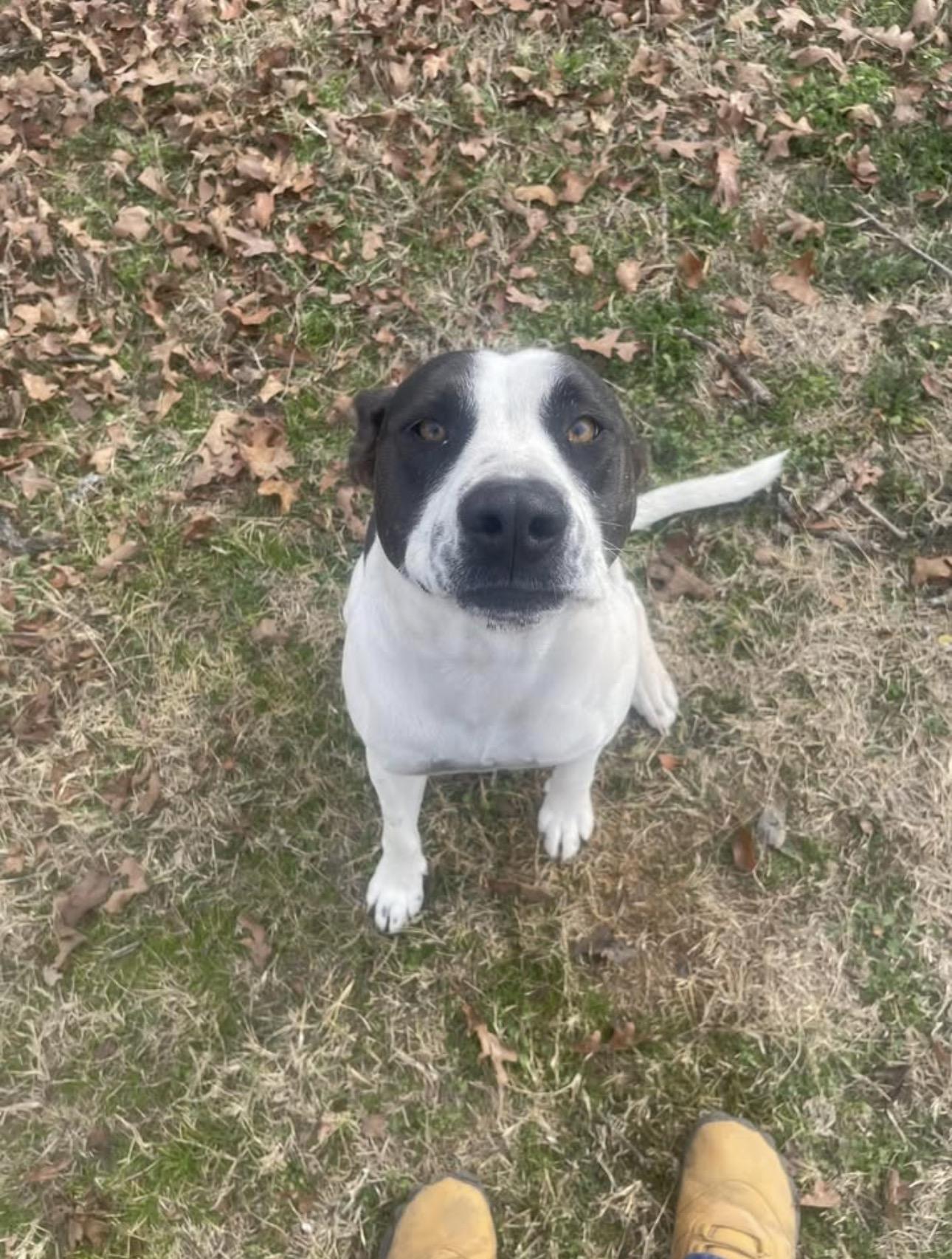 Pudgy, a Adoptable Cattle Dog in Seminole, OK image 3/4
