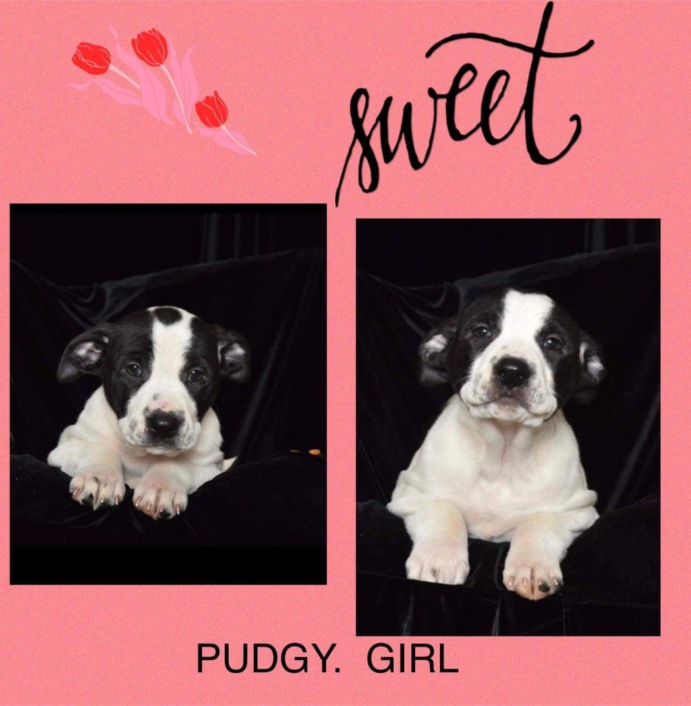 Pudgy, a Adoptable Cattle Dog in Seminole, OK image 3/3