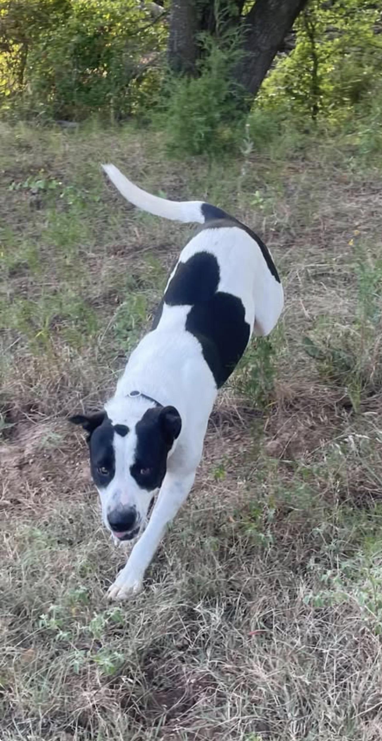 Pudgy, a Adoptable Cattle Dog in Seminole, OK image 2/4