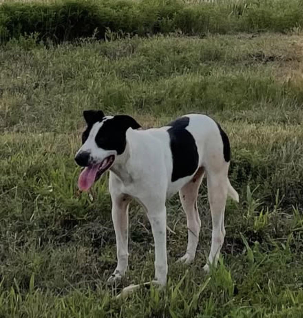 Pudgy, a Adoptable Cattle Dog in Seminole, OK image 4/4