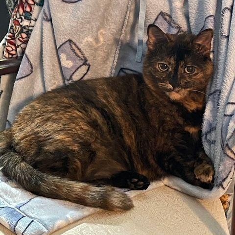 Snick Snack *(COURTESY Post), Adoptable, Adult Female Tortoiseshell.