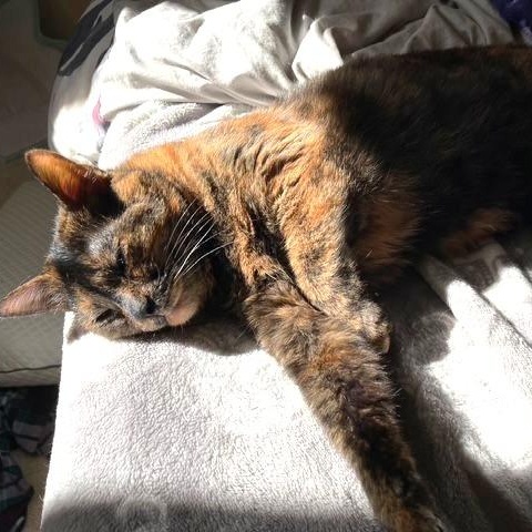 Snick Snack *(COURTESY Post), a Adoptable Tortoiseshell in Lake Orion, MI image 3/4