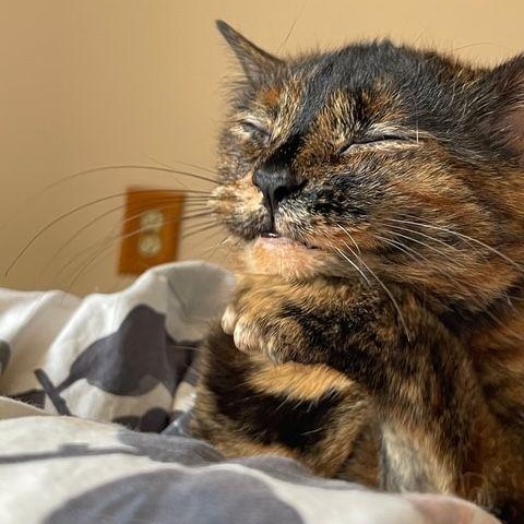 Snick Snack *(COURTESY Post), a Adoptable Tortoiseshell in Lake Orion, MI image 4/4